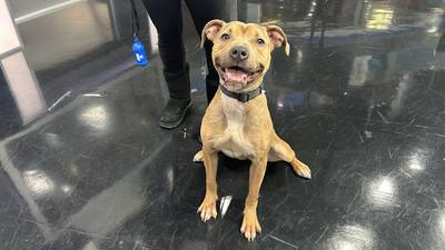 Furever Friday: Pit mix Clover looking for a forever home