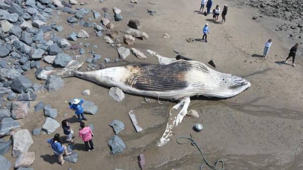 Dead humpback whale washes ashore again, this time in Swampscott 