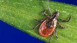 First confirmed case of rare, tick-borne Powassan virus reported in Sharon