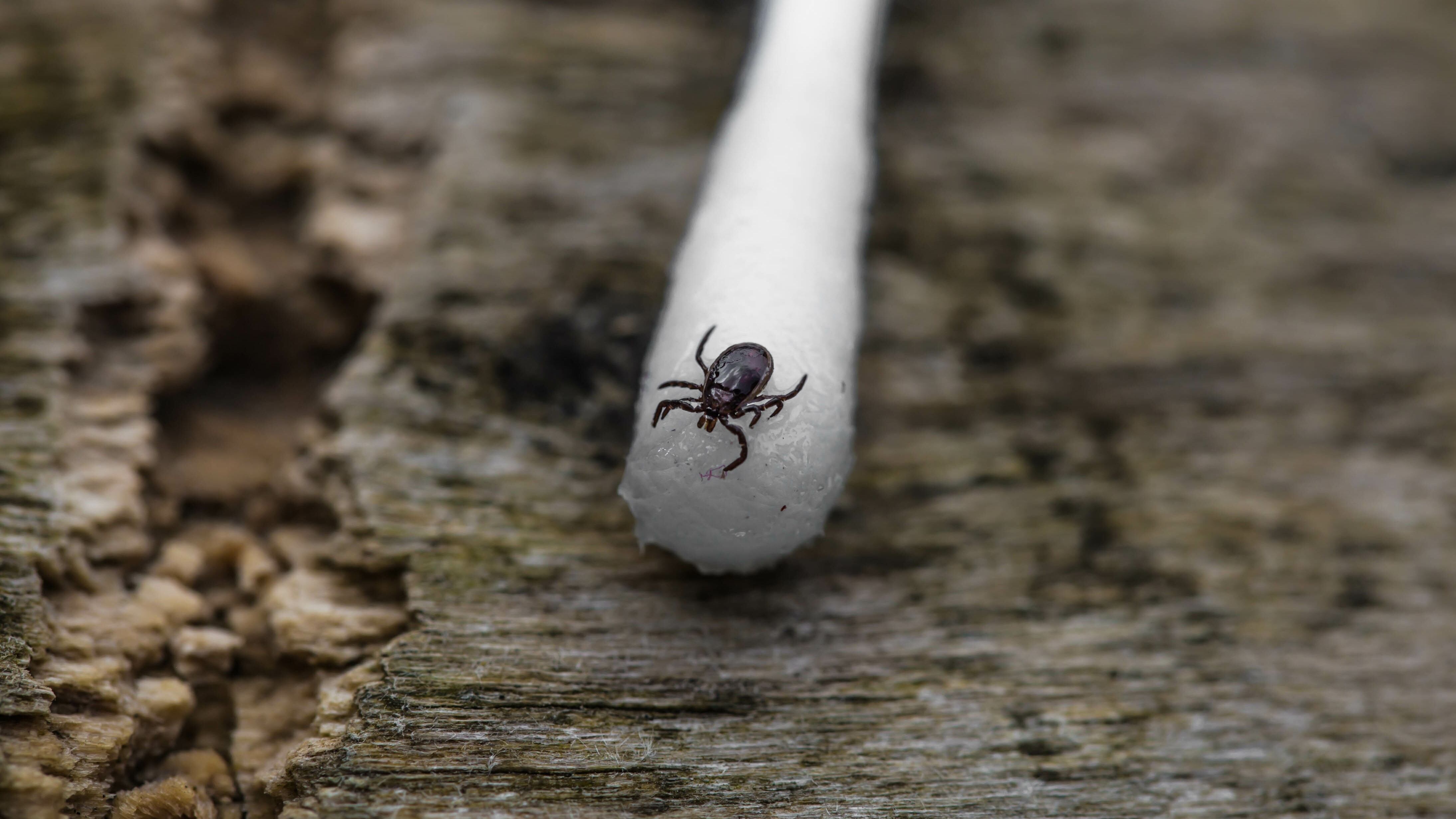 tick on the swab, photo closeup, wood background