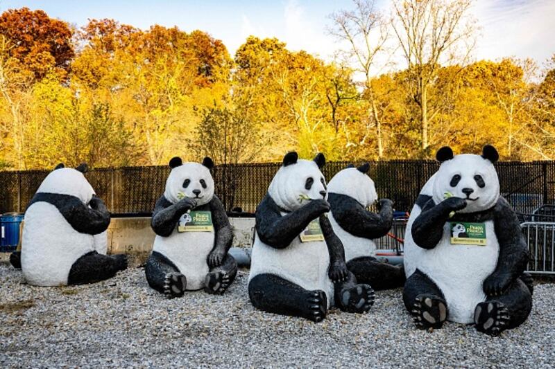 Giant Pandas