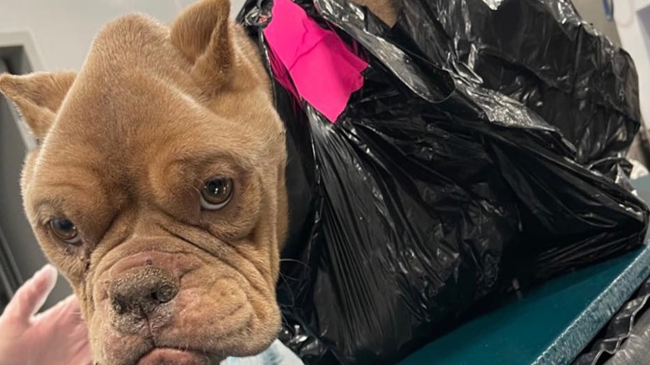 The dog's head was sticking out of the bag but the animal was unable to walk when it was freed.