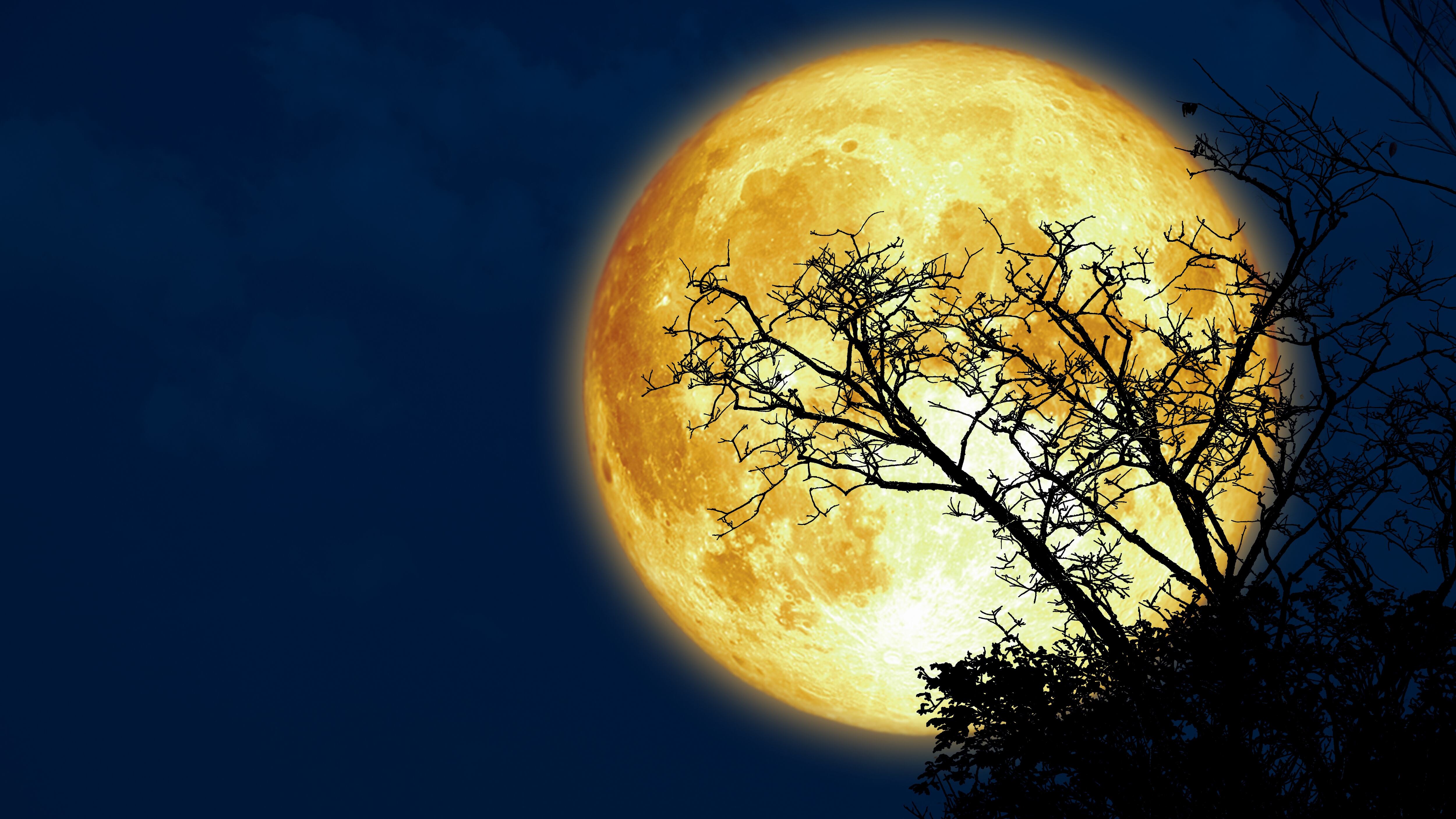 A super moon and silhouette dry branch tree in the dark night sky. Elements of this image furnished by NASA