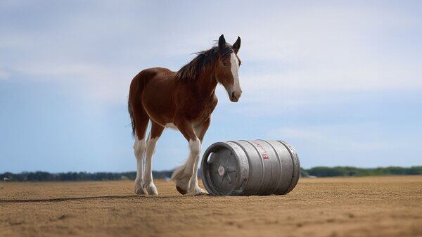 Clydesdale horse rolling a beer keg.