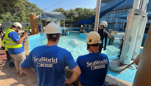 Beluga whale rescue