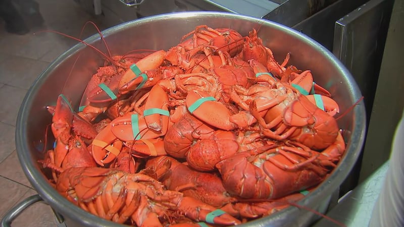 Boston University serves up more than 9,000 lobsters during their annual fall culinary event