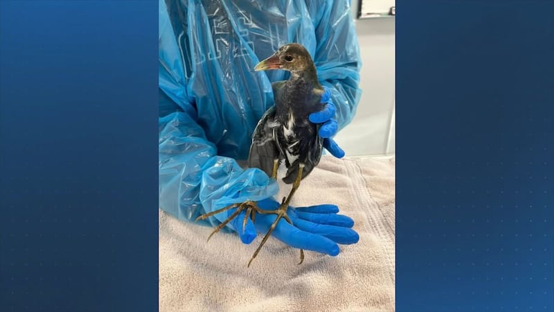 ‘Rare visitor’: Tropical bird found in New Bedford