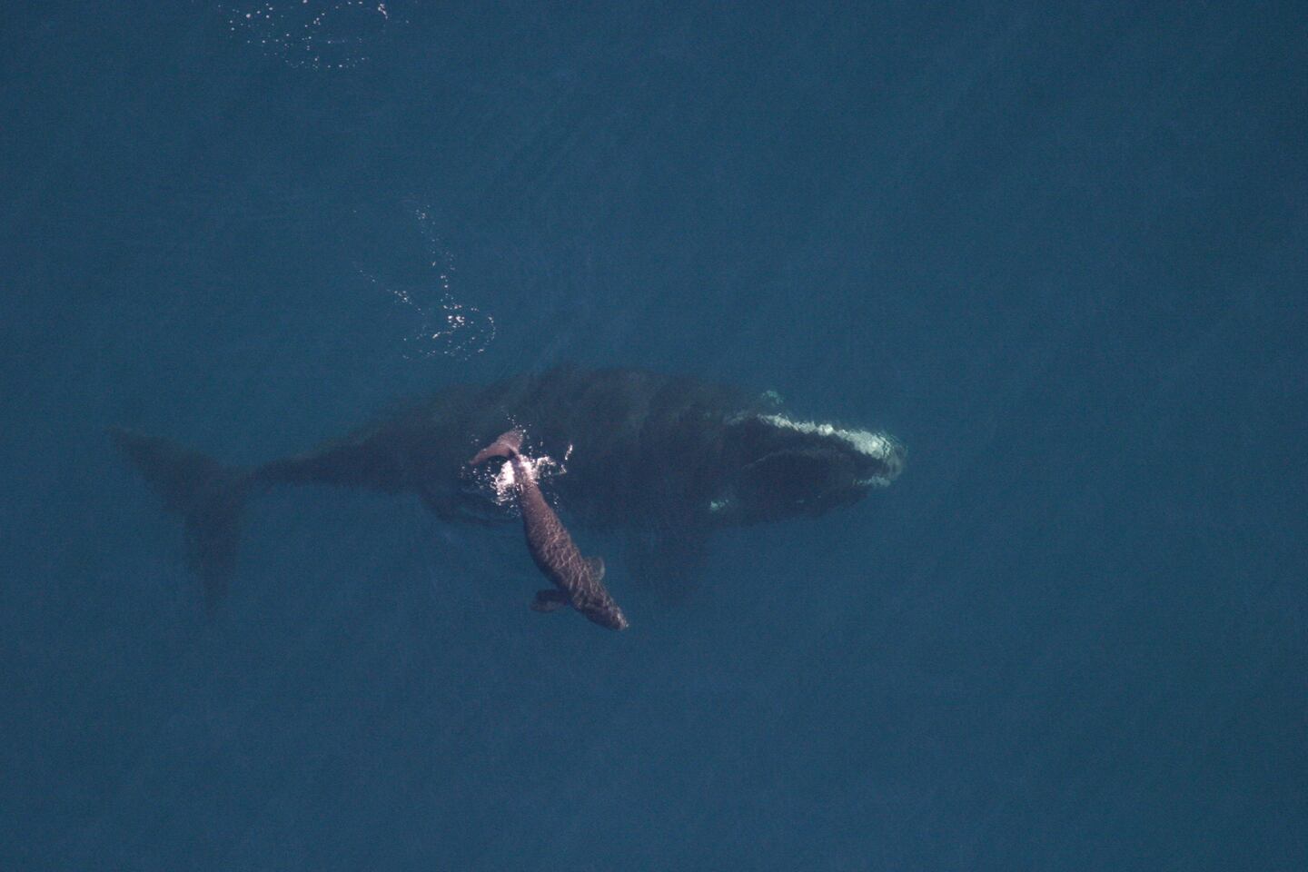 Clearwater Marine Aquarium, taken under NOAA permit #594 - 1759.