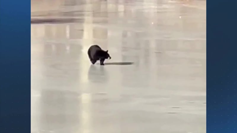 Caught on camera: Tiny bear cub slips and slides across icy pond in Mass. town