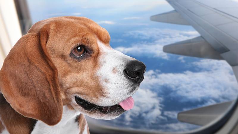 Dog on plane