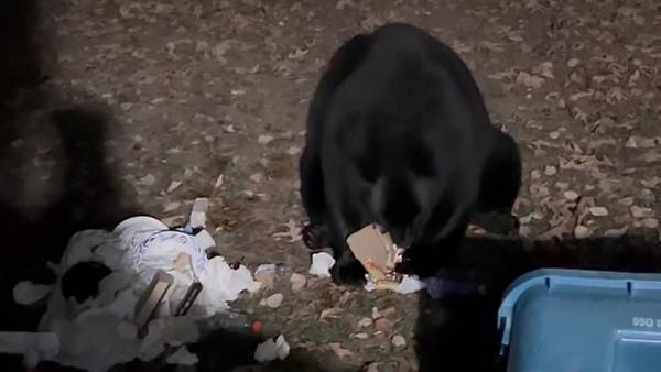 Black bear feasts on leftover chicken in Belchertown backyard 