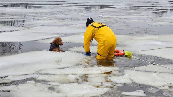 Braintree firefighters rescue dog from icy waters at Smith Beach in East Braintree