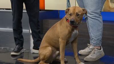 Furever Friday: Mr. Man looking for his forever home