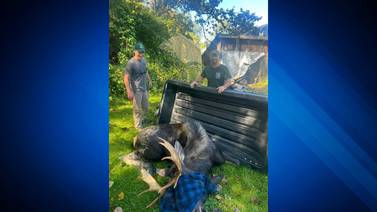 Authorities relocate wayward moose wandering around NH city