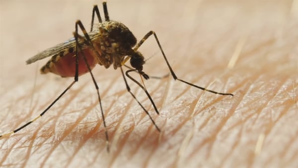 Mosquitos in Worcester test positive for West Nile Virus, health officials say
