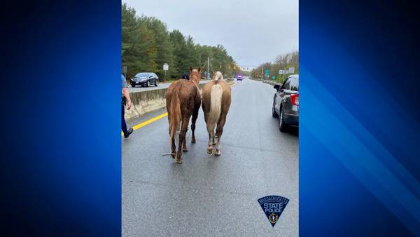 Wayward horses block traffic on Westport highway
