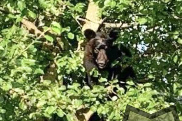 Bear hit by vehicle limps away, hides in tree for hours before leaving area