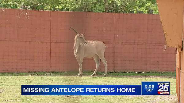 ‘Like a Disney movie’: Zoo director tracks and captures missing Ludlow antelope after 5 week search
