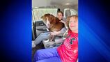 Missing dog reunited with Medford family after being found in New Hampshire 10 months later