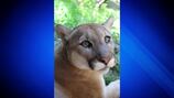 Stone Zoo’s 9-year-old cougar passes away after battle with frequent seizures 