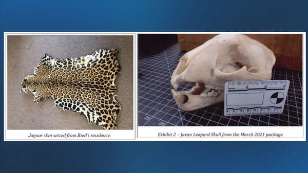 Massachusetts man accused of trafficking in more than 100 animal parts from endangered wildlife
