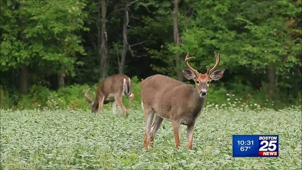 AAA says be on alert as deer collisions on Massachusetts roads is on the rise