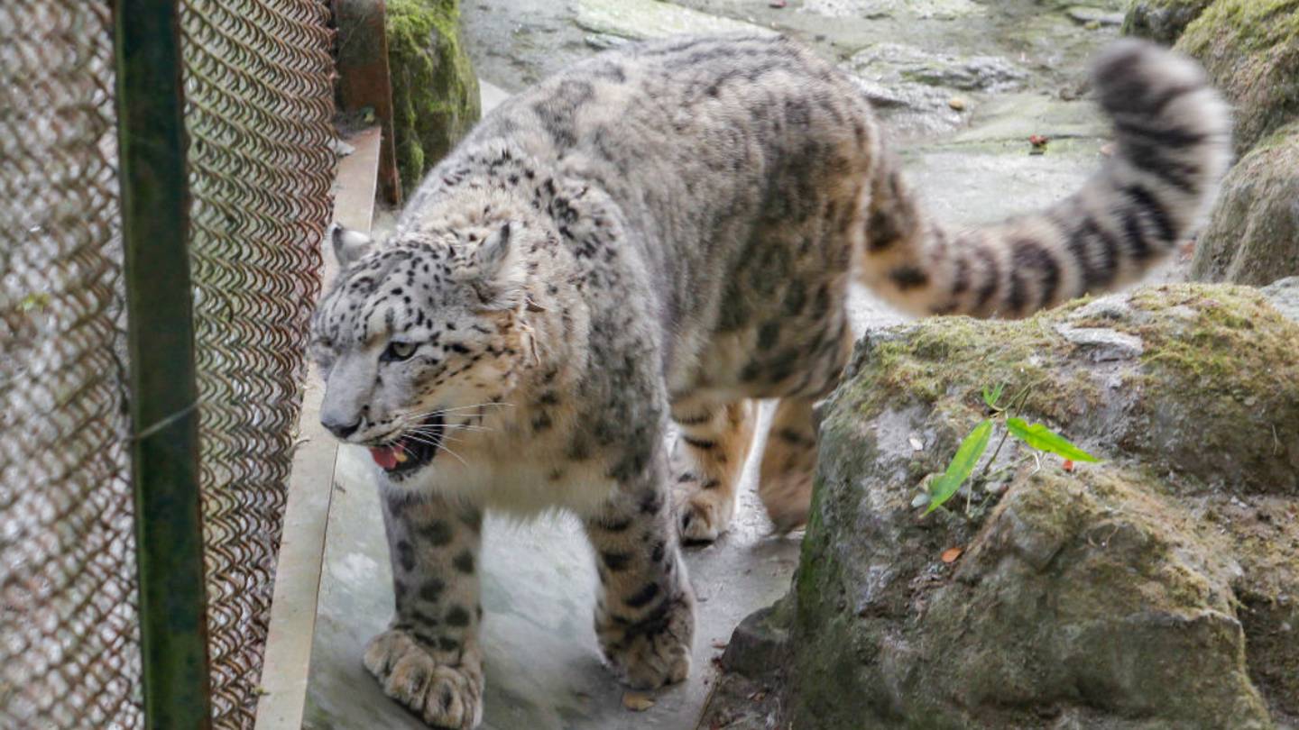 Snow Leopard at Illinois Zoo Dies After Battling Coronavirus-Induced Pneumonia