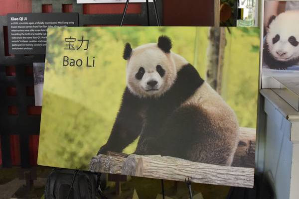 Giant pandas return to Smithsonian’s National Zoo