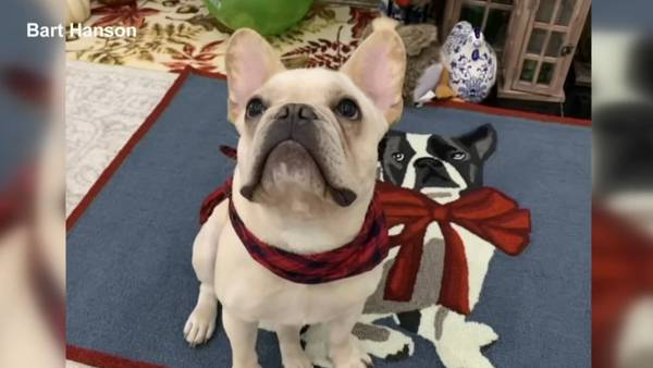 Animal trainer to face criminal charges following death of North Reading family’s French bulldog