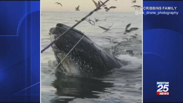 Family captures video of group of whales feeding off of Nantucket coast