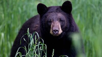 Black bear, attacking chickens and goats, was shot and killed by Middleton resident  
