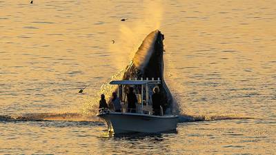 Massive animals, small vessels ‘never good combination’: Mass. boaters urged to give whales space