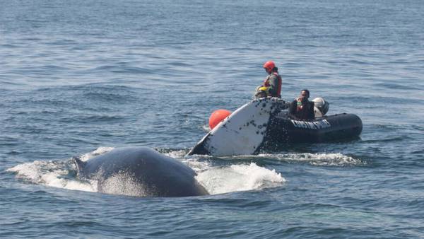 Happy ending: Rescue crew disentangles humpback whale out swimming with her calf off Cape Ann