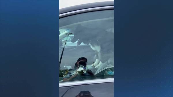Dog found locked inside hot car prompts warning from Dedham officials