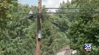 Tree trimmer dies after hitting high-power line in Northborough